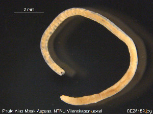 ( - CE23159)  @12 [ ] CreativeCommons - Attribution Non-Commercial Share-Alike (2015) NTNU University Museum, Department of Natural History NTNU University Museum, Department of Natural History
