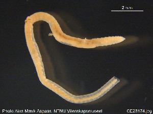  ( - CE23174)  @12 [ ] CreativeCommons - Attribution Non-Commercial Share-Alike (2015) NTNU University Museum, Department of Natural History NTNU University Museum, Department of Natural History