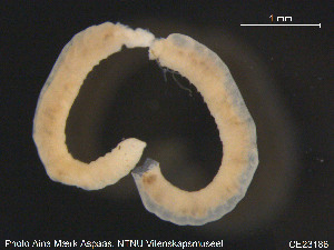  ( - CE23186)  @11 [ ] CreativeCommons - Attribution Non-Commercial Share-Alike (2015) NTNU University Museum, Department of Natural History NTNU University Museum, Department of Natural History