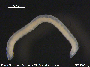  (Tubificoides pseudogaster - CE23363)  @11 [ ] CreativeCommons - Attribution Non-Commercial Share-Alike (2015) NTNU University Museum, Department of Natural History NTNU University Museum, Department of Natural History