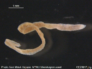  (Clitellio arenarius CEB - CE23617)  @12 [ ] CreativeCommons - Attribution Non-Commercial Share-Alike (2015) NTNU University Museum, Department of Natural History NTNU University Museum, Department of Natural History