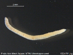  ( - CE24751)  @12 [ ] CreativeCommons - Attribution Non-Commercial Share-Alike (2015) NTNU University Museum, Department of Natural History NTNU University Museum, Department of Natural History