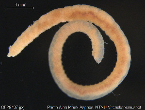  (Clitellio arenarius CED - CE29137)  @11 [ ] Creative Commons  Attribution Non-Commercial Share-Alike (2017) NTNU University Museum, Department of Natural History NTNU University Museum, Department of Natural History