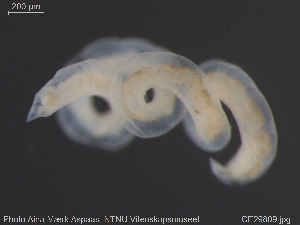  (Tubifex smirnowi - CE29809)  @11 [ ] Creative Commons  Attribution Non-Commercial Share-Alike (2019) NTNU University Museum, Department of Natural History NTNU University Museum, Department of Natural History