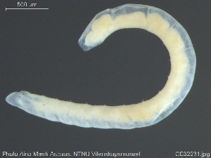  ( - CE32231)  @11 [ ] Creative Commons  Attribution Non-Commercial Share-Alike (2019) NTNU University Museum, Department of Natural History NTNU University Museum, Department of Natural History