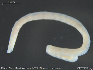  ( - CE32232)  @11 [ ] Creative Commons  Attribution Non-Commercial Share-Alike (2019) NTNU University Museum, Department of Natural History NTNU University Museum, Department of Natural History