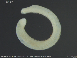  ( - CE32728)  @11 [ ] Creative Commons  Attribution Non-Commercial Share-Alike (2019) NTNU University Museum, Department of Natural History NTNU University Museum, Department of Natural History