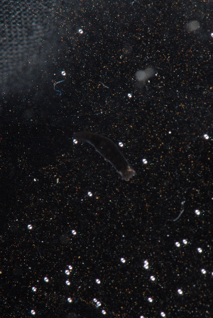  ( - NTNU-VM-75943)  @11 [ ] Creative Commons  Attribution Non-Commercial Share-Alike (2019) NTNU University Museum, Department of Natural History NTNU University Museum, Department of Natural History