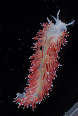  ( - NTNU-VM-76014)  @11 [ ] Creative Commons  Attribution Non-Commercial Share-Alike (2019) NTNU University Museum, Department of Natural History NTNU University Museum, Department of Natural History