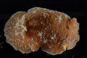  ( - NTNU-VM-76242)  @11 [ ] Creative Commons  Attribution Non-Commercial Share-Alike (2019) NTNU University Museum, Department of Natural History NTNU University Museum, Department of Natural History