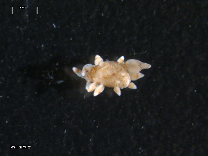  ( - TB437)  @13 [ ] CreativeCommons - Attribution Non-Commercial Share-Alike (2011) NTNU Vitenskapsmuseet NTNU Museum of Natural History and Archaeology