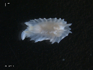  ( - TB445)  @13 [ ] CreativeCommons - Attribution Non-Commercial Share-Alike (2011) NTNU Vitenskapsmuseet NTNU Museum of Natural History and Archaeology