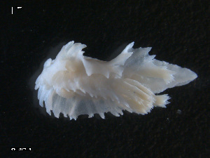  ( - TB446)  @13 [ ] CreativeCommons - Attribution Non-Commercial Share-Alike (2011) NTNU Vitenskapsmuseet NTNU Museum of Natural History and Archaeology