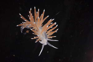  ( - NTNU-VM-76232)  @11 [ ] Creative Commons  Attribution Non-Commercial Share-Alike (2019) Bernard Picton National Museum of Northern Ireland