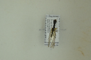  ( - NHMO-DAR-12498)  @11 [ ] CreativeCommons - Attribution Non-Commercial Share-Alike (2017) Unspecified University of Oslo, Natural History Museum