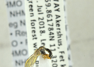  ( - NHMO-ENT-440804)  @11 [ ] CreativeCommons - Attribution Non-Commercial Share-Alike (2019) Unspecified University of Oslo, Natural History Museum