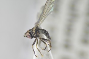  ( - NHMO-ENT-441032)  @11 [ ] CreativeCommons - Attribution Non-Commercial Share-Alike (2019) Unspecified University of Oslo, Natural History Museum