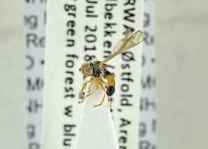  ( - NHMO-ENT-440701)  @11 [ ] CreativeCommons - Attribution Non-Commercial Share-Alike (2019) Unspecified University of Oslo, Natural History Museum