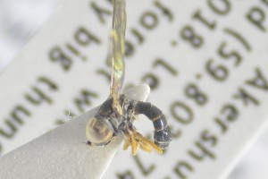  ( - NHMO-ENT-440916)  @11 [ ] CreativeCommons - Attribution Non-Commercial Share-Alike (2019) Unspecified University of Oslo, Natural History Museum