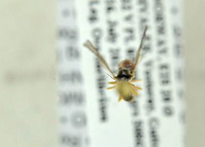  ( - NHMO-ENT-293087)  @11 [ ] CreativeCommons - Attribution Non-Commercial Share-Alike (2019) Unspecified University of Oslo, Natural History Museum