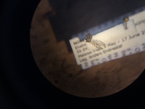  ( - NHMO-ENT-298837)  @12 [ ] CreativeCommons - Attribution Non-Commercial Share-Alike (2018) Unspecified University of Oslo, Natural History Museum