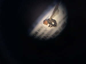  ( - NHMO-ENT-299098)  @11 [ ] CreativeCommons - Attribution Non-Commercial Share-Alike (2018) Unspecified University of Oslo, Natural History Museum