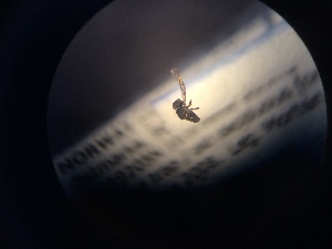  ( - NHMO-ENT-299097)  @11 [ ] CreativeCommons - Attribution Non-Commercial Share-Alike (2018) Unspecified University of Oslo, Natural History Museum