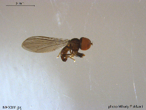  ( - NTNU-VM-203574)  @11 [ ] CreativeCommons - Attribution Non-Commercial Share-Alike (2018) Unspecified University of Oslo, Natural History Museum