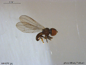  ( - NTNU-VM-203578)  @12 [ ] CreativeCommons - Attribution Non-Commercial Share-Alike (2018) Unspecified University of Oslo, Natural History Museum