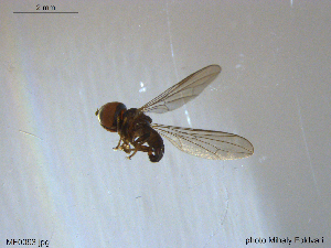  ( - NTNU-VM-203602)  @11 [ ] CreativeCommons - Attribution Non-Commercial Share-Alike (2018) Unspecified University of Oslo, Natural History Museum