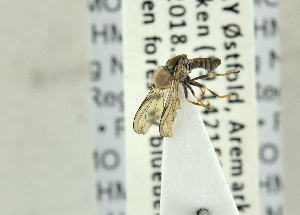  (Eudorylas arcanus - NHMO-ENT-440697)  @11 [ ] CreativeCommons - Attribution Non-Commercial Share-Alike (2019) Unspecified University of Oslo, Natural History Museum