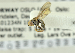  ( - NHMO-ENT-441606)  @12 [ ] CreativeCommons - Attribution Non-Commercial Share-Alike (2019) Unspecified University of Oslo, Natural History Museum
