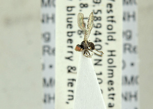  ( - NHMO-ENT-440728)  @11 [ ] CreativeCommons - Attribution Non-Commercial Share-Alike (2019) Unspecified University of Oslo, Natural History Museum