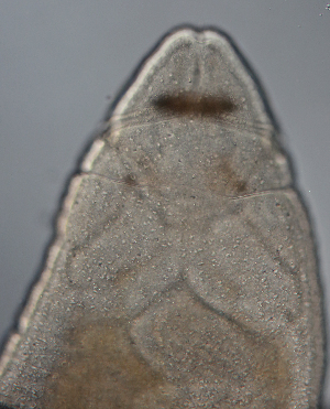  (Tetrastemma divae - Hoplo_ETP076_SMPP0683)  @11 [ ] CreativeCommons  Attribution Non-Commercial Share-Alike (2020) Unspecified Smithsonian Tropical Research Institute