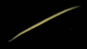  ( - Hoplo_ETP076_SMPP0698)  @11 [ ] CreativeCommons  Attribution Non-Commercial Share-Alike (2020) Unspecified Smithsonian Tropical Research Institute