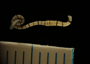 ( - Palaeo_ETP082_SMPP0769)  @11 [ ] CreativeCommons  Attribution Non-Commercial Share-Alike (2020) Unspecified Smithsonian Tropical Research Institute