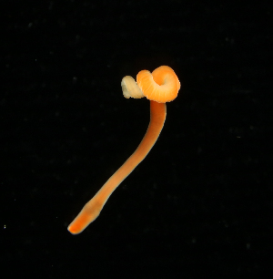  ( - ETP055_SMPP0630)  @11 [ ] CreativeCommons  Attribution Non-Commercial Share-Alike (2019) Unspecified Smithsonian Tropical Research Institute