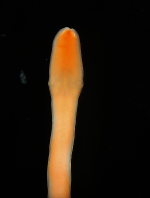  ( - ETP055_SMPP0630)  @11 [ ] CreativeCommons  Attribution Non-Commercial Share-Alike (2019) Unspecified Smithsonian Tropical Research Institute