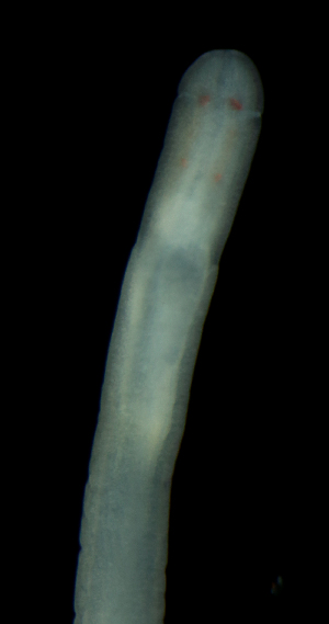 (Nemertellina pachequillense - ETP058_SMPP0643)  @11 [ ] CreativeCommons  Attribution Non-Commercial Share-Alike (2020) Unspecified Smithsonian Tropical Research Institute