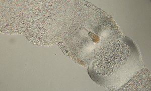  ( - ETP058_SMPP0643)  @11 [ ] CreativeCommons  Attribution Non-Commercial Share-Alike (2020) Unspecified Smithsonian Tropical Research Institute