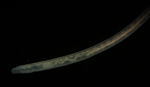  ( - Hoplo_ETP077_SMPP0828)  @11 [ ] CreativeCommons  Attribution Non-Commercial Share-Alike (2020) Unspecified Smithsonian Tropical Research Institute