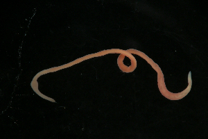  ( - ETP015_SMPP0862)  @11 [ ] CreativeCommons  Attribution Non-Commercial Share-Alike (2019) Unspecified Smithsonian Tropical Research Institute
