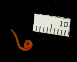  (Yamaokanemertes venaoense - Pili_ETP092_SMPP0869)  @11 [ ] CreativeCommons  Attribution Non-Commercial Share-Alike (2019) Unspecified Smithsonian Tropical Research Institute