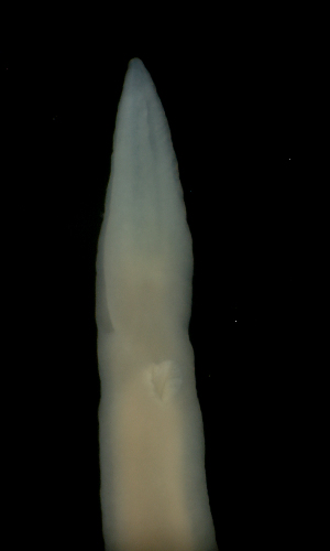  ( - ETP015_SMPP0862)  @11 [ ] CreativeCommons  Attribution Non-Commercial Share-Alike (2019) Unspecified Smithsonian Tropical Research Institute
