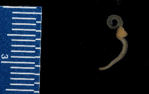 ( - Palaeo_ETP012_SMPP0003)  @11 [ ] CreativeCommons  Attribution Non-Commercial Share-Alike (2019) Unspecified Smithsonian Tropical Research Institute