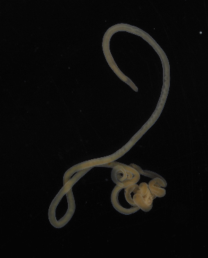 ( - Palaeo_ETP012_SMPP0003)  @11 [ ] CreativeCommons  Attribution Non-Commercial Share-Alike (2019) Unspecified Smithsonian Tropical Research Institute