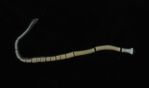 ( - Palaeo_ETP082_SMPP0020)  @11 [ ] CreativeCommons  Attribution Non-Commercial Share-Alike (2019) Unspecified Smithsonian Tropical Research Institute