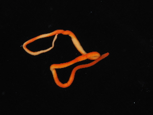  ( - Pili_ETP055_SMPP0007)  @11 [ ] CreativeCommons  Attribution Non-Commercial Share-Alike (2019) Unspecified Smithsonian Tropical Research Institute