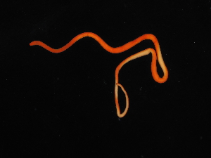  ( - Pili_ETP055_SMPP0007)  @11 [ ] CreativeCommons  Attribution Non-Commercial Share-Alike (2019) Unspecified Smithsonian Tropical Research Institute