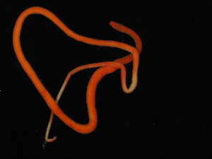  ( - Pili_ETP055_SMPP0007)  @11 [ ] CreativeCommons  Attribution Non-Commercial Share-Alike (2019) Unspecified Smithsonian Tropical Research Institute